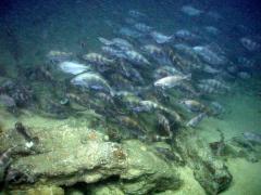 ROV(120120208085249)ATL-12-ROV-S-00264 copy 3